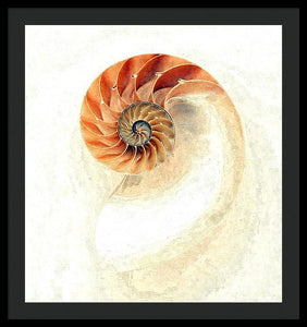 Nautilus - Framed Print