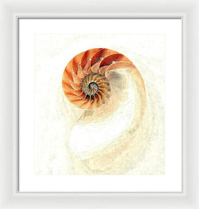 Nautilus - Framed Print
