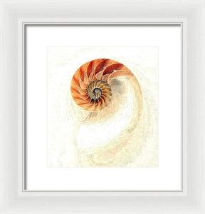 Nautilus - Framed Print